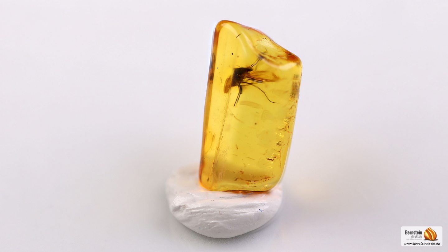 Zuckmücke im Bernstein, Mücke als Einschluss im Baltischen Bernstein